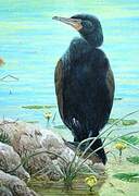 Double-crested Cormorant