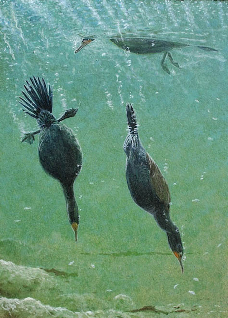 Double-crested Cormorant, Behaviour