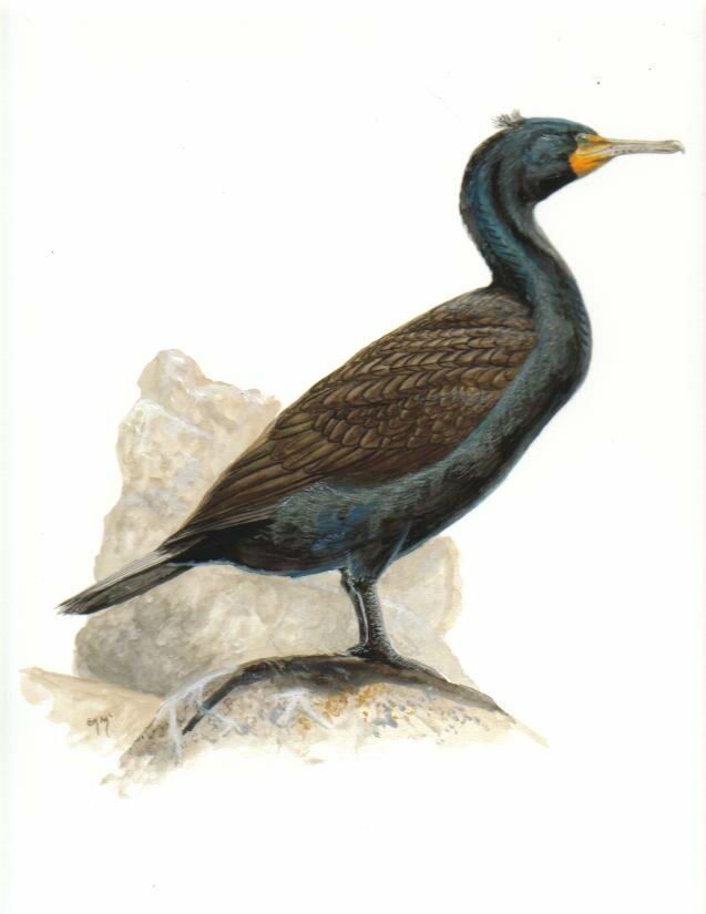 Double-crested Cormorant