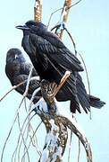 American Crow