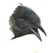 American Crow