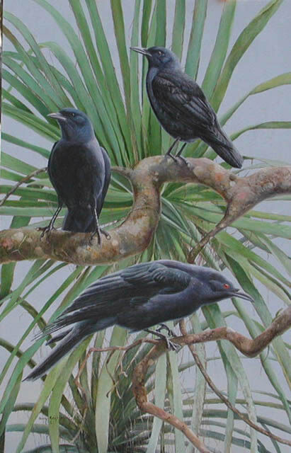 Hispaniolan Palm Crow