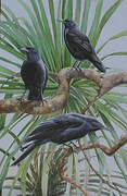 Hispaniolan Palm Crow