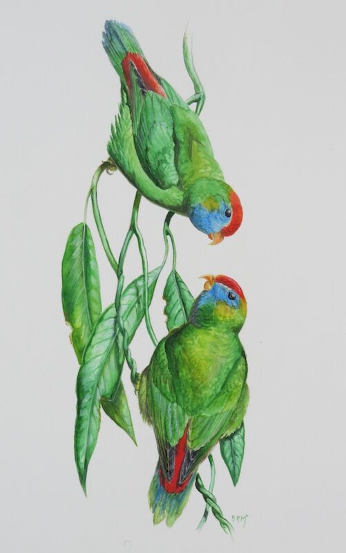 Blue-crowned Hanging Parrot