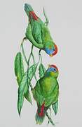 Blue-crowned Hanging Parrot