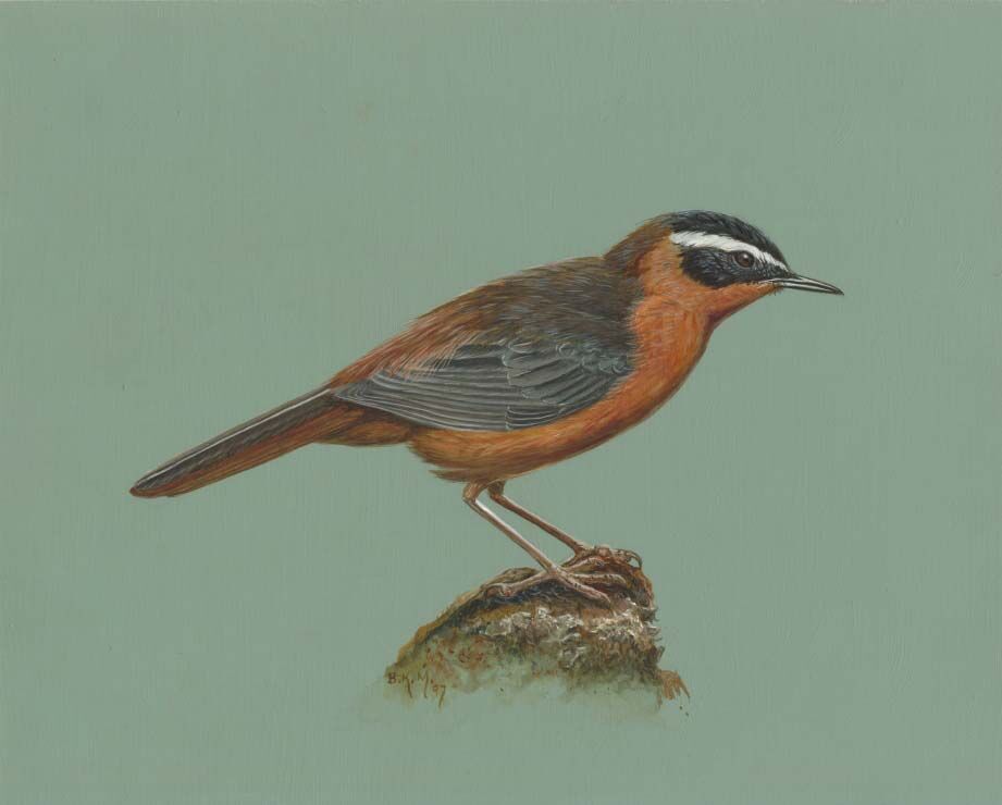 White-browed Robin-Chat