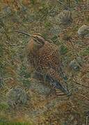 Eskimo Curlew