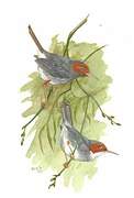 Ashy Tailorbird