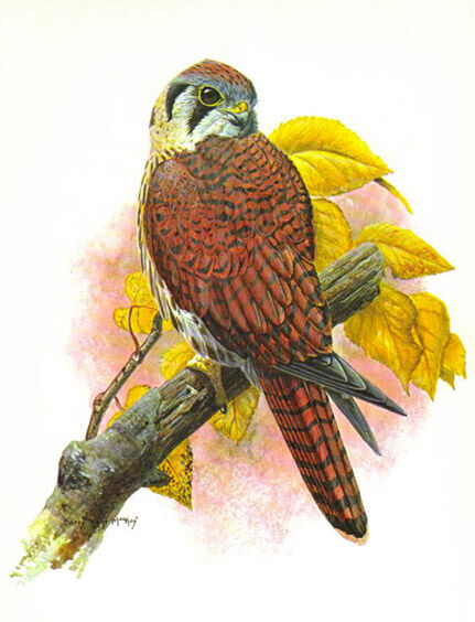 American Kestrel