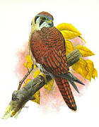 American Kestrel