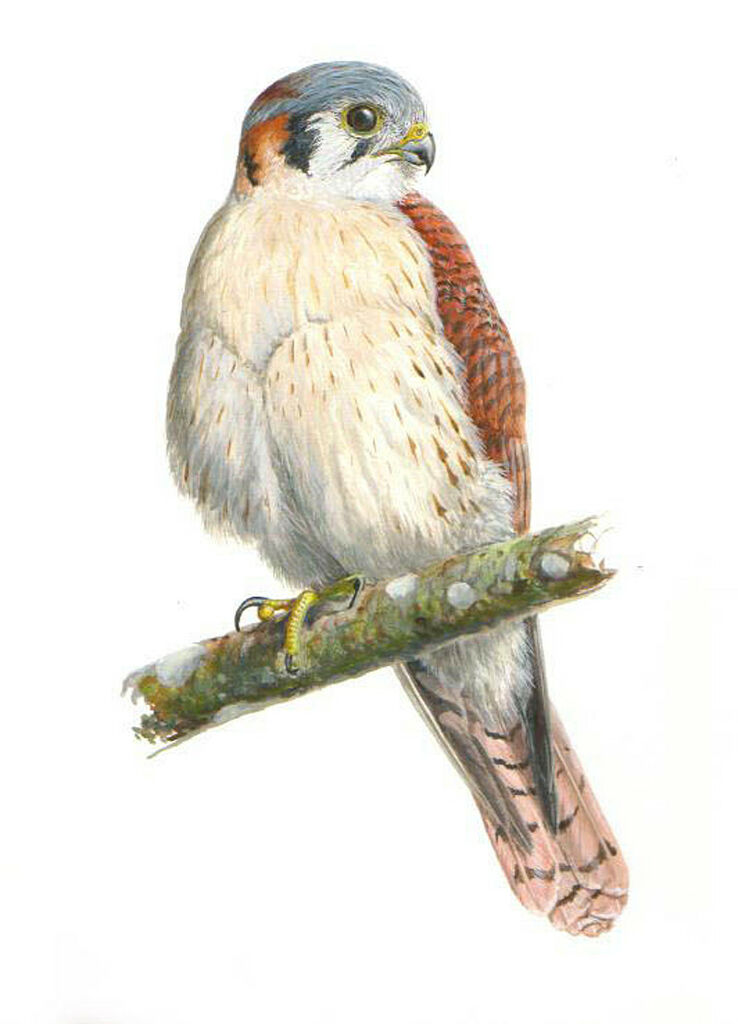 American Kestrel