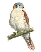 American Kestrel