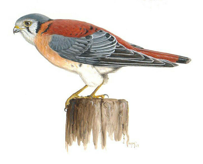 American Kestrel