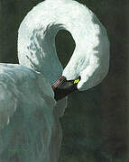 Cygne de Bewick