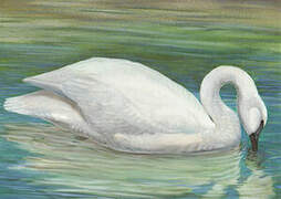 Cygne trompette