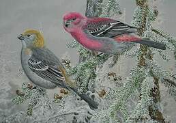 Pine Grosbeak