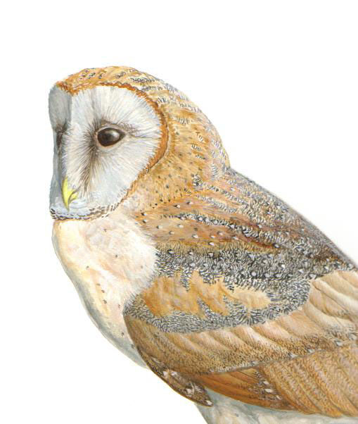 Western Barn Owl