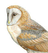 Western Barn Owl