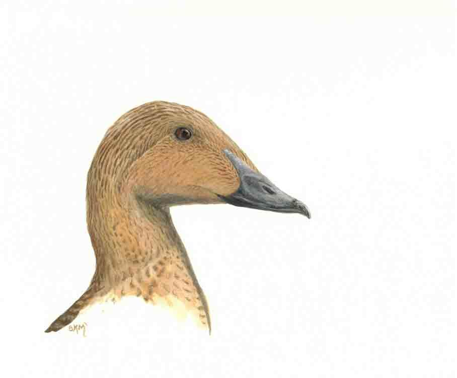 Eider à tête grise