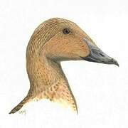 King Eider