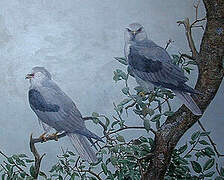 White-tailed Kite