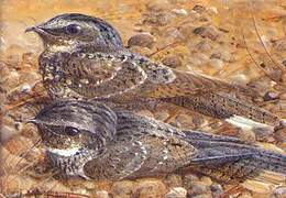 Hispaniolan Nightjar