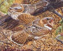 Least Poorwill