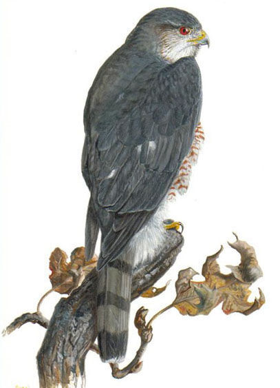 Sharp-shinned Hawk