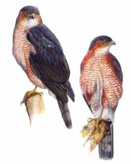 Sharp-shinned Hawk