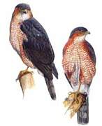 Sharp-shinned Hawk