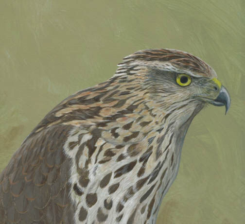 Cooper's Hawk