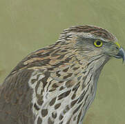 Cooper's Hawk