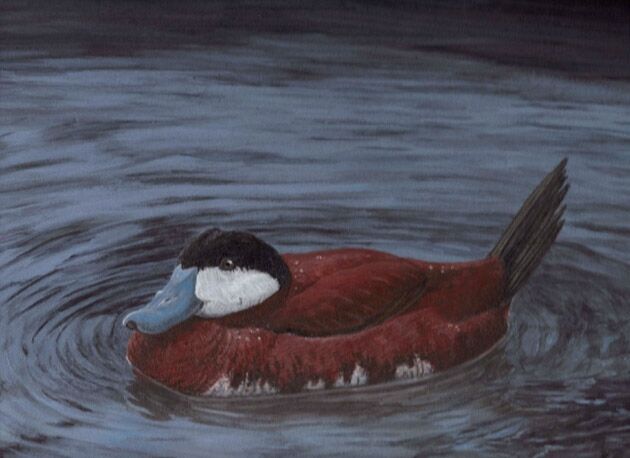 Ruddy Duck