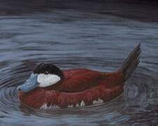 Ruddy Duck