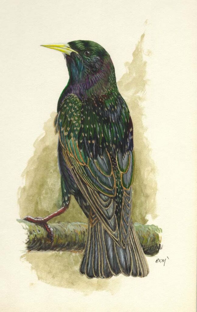 Common Starling