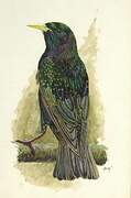 Common Starling