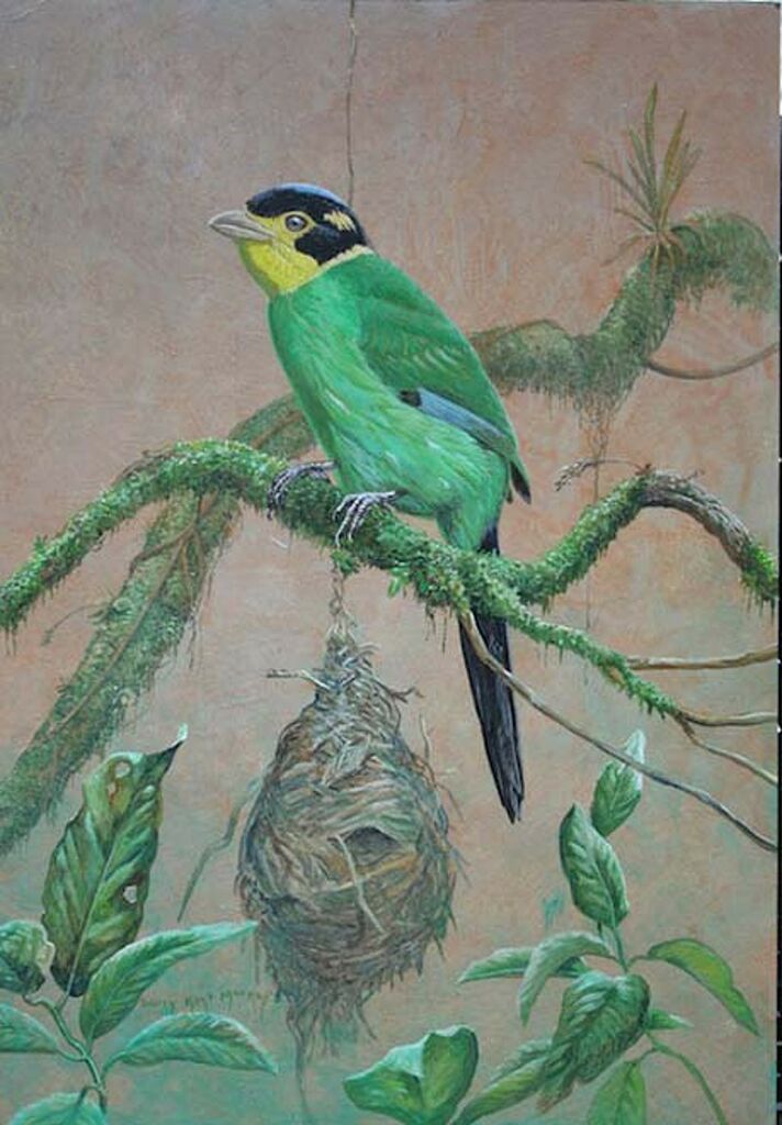 Long-tailed Broadbill