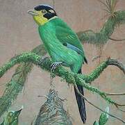 Long-tailed Broadbill