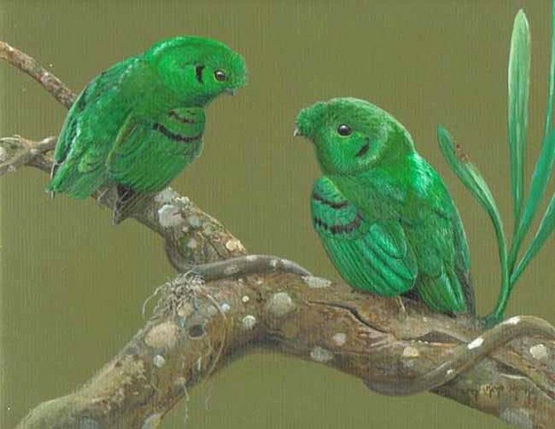 Green Broadbill