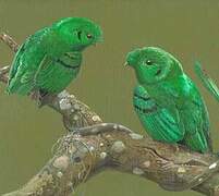 Green Broadbill