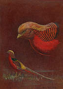 Golden Pheasant