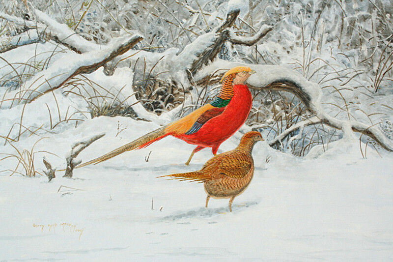 Golden Pheasant