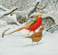 Golden Pheasant