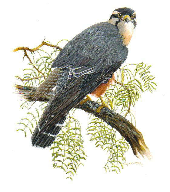 Aplomado Falcon