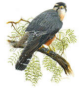 Aplomado Falcon