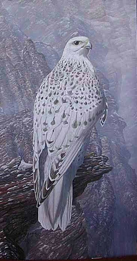 Gyrfalcon