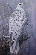 Gyrfalcon