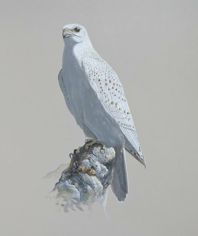 Gyrfalcon