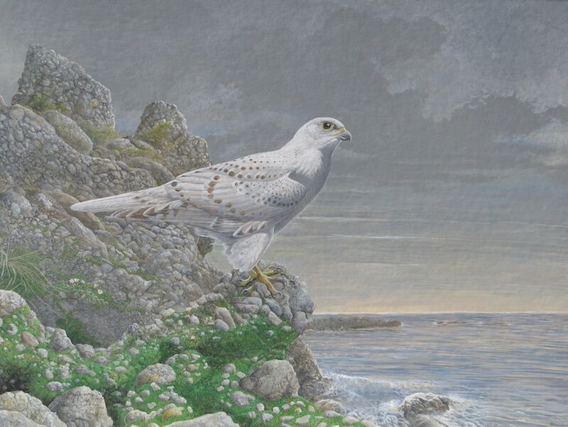 Gyrfalcon