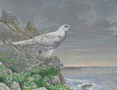 Gyrfalcon